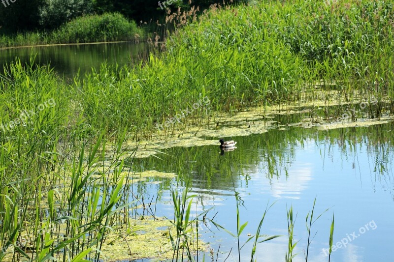 Pond Scrubs Water Vegetation Landscape