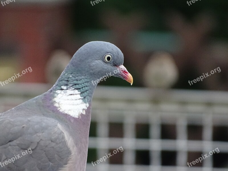 Dove Ringdove Field Deaf City Pigeon Bird