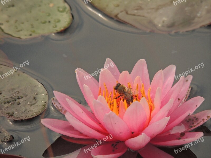 Waterlily Flower Bee Water Water Flower