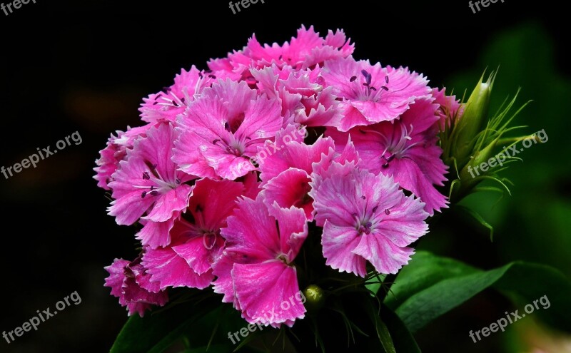 Flower Gożdzik Stone Pink Garden Macro