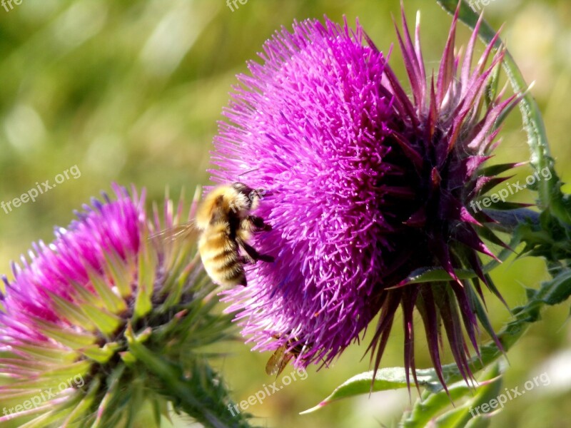 Flower Bee Bourdon Purple Flower Seaside