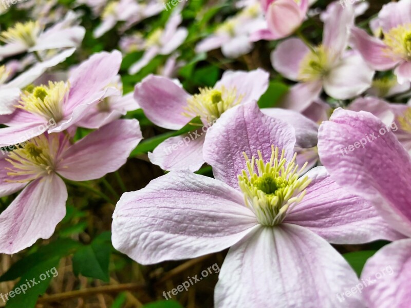 Clematis Pink Flower Blossom Bloom