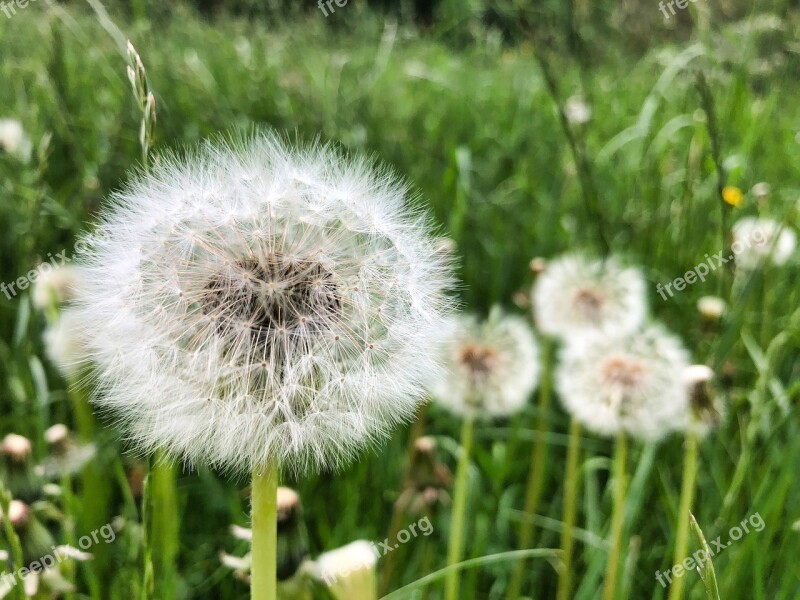 Dandelion Close Up Common Dandelion Macro Nature