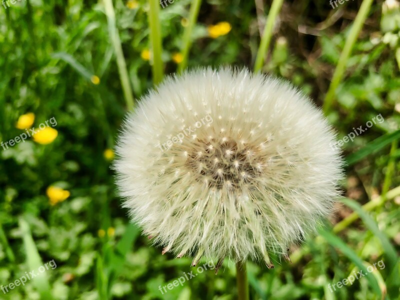 Dandelion Close Up Common Dandelion Taraxacum Nature