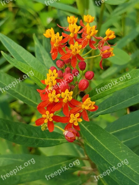 Flower Beauty Tropical Zoo Plant