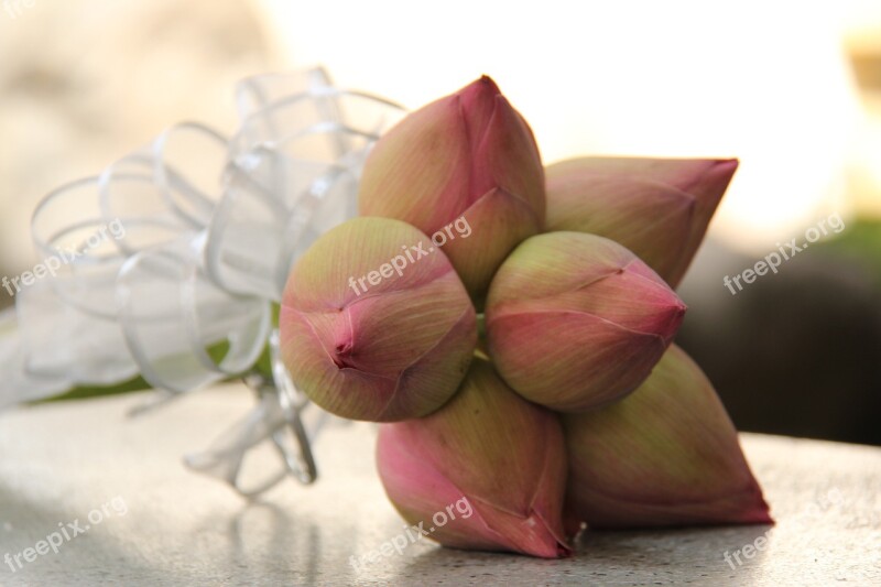 Lotus Flowers Lotus Doll Beautiful Flowers Flower Free Photos