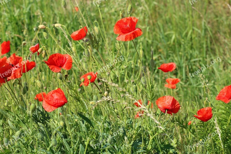 Poppies Wildflowers Meadow Blooming Poppies Red