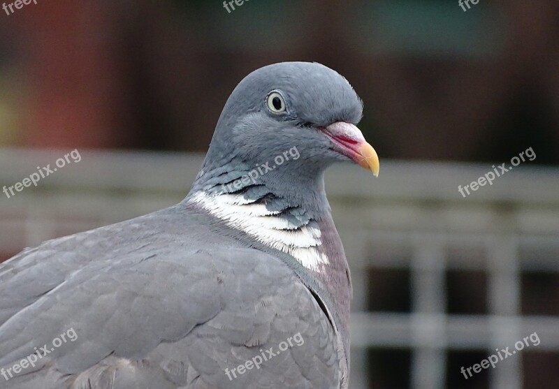 Dove Ringdove Field Deaf Bird City Pigeon