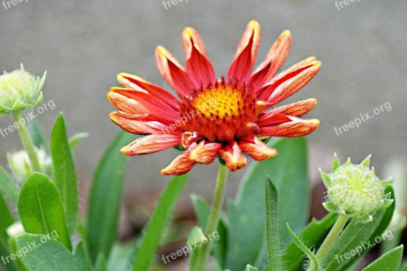 Garden Flower Perennial Flower Garden Nature