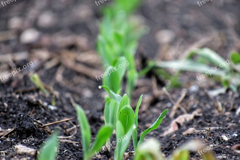 Corn Soil Leaf Ground Nature