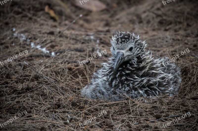 Albatross Chick Nest Bird Young