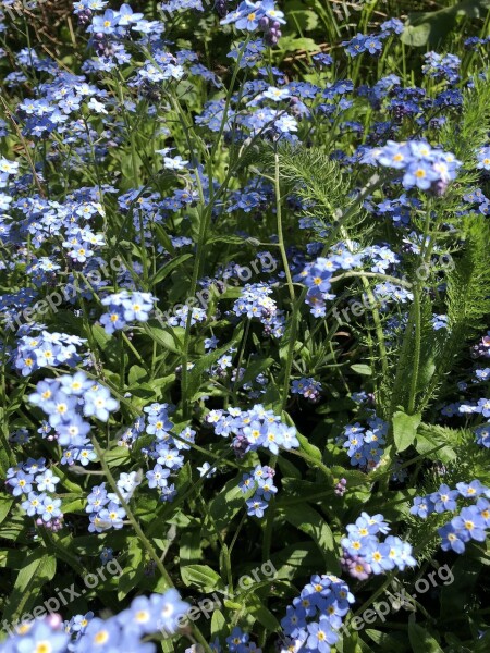 Forget Me Not Flower Blue Free Photos