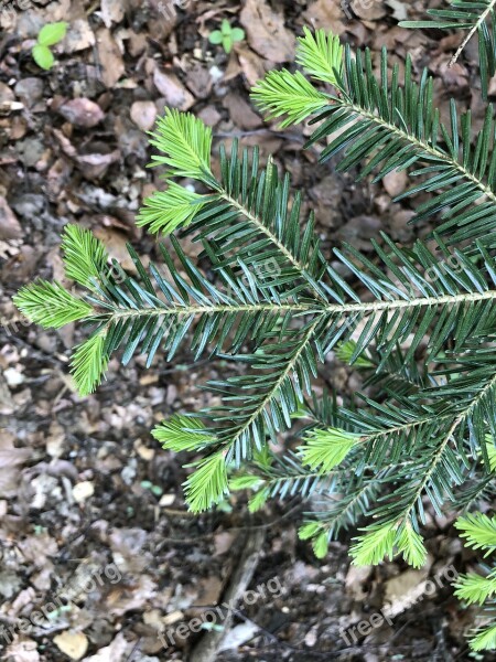 Spring Bud Fir Tree Free Photos