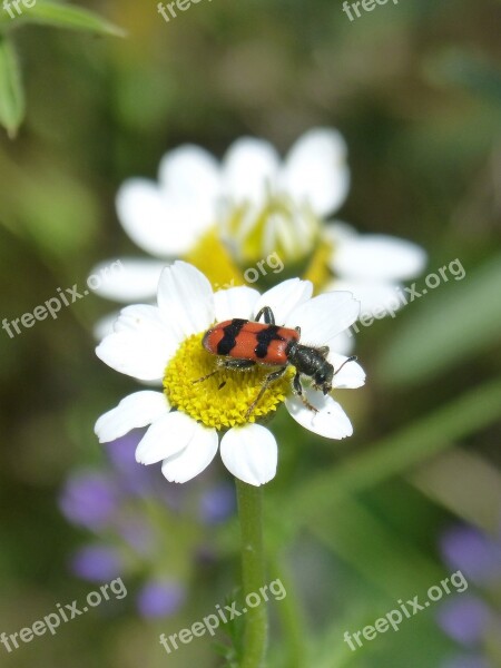 Trichodes Apiarius Coleoptera Beetle Black And Orange Flower