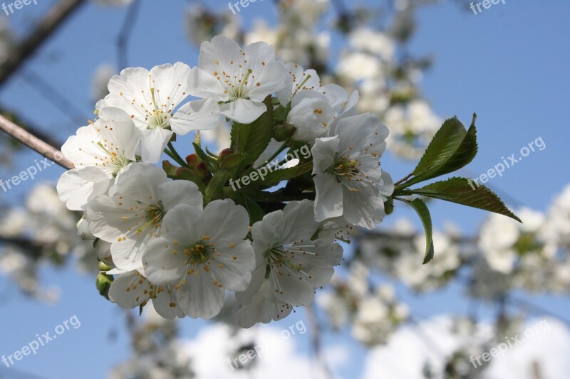 Flowers Cherry Spring White Photography