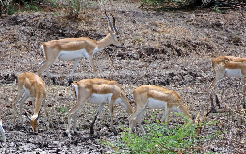 Blackbuck Antilope Cervicapra Indian Antelope Wild Mammal