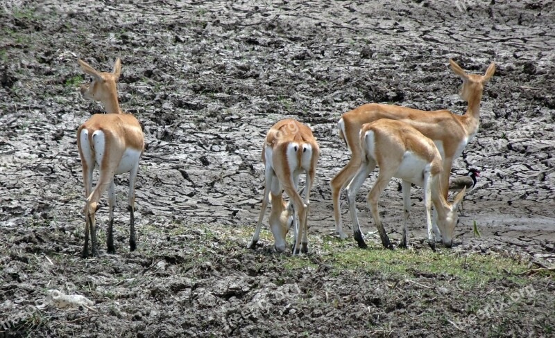 Blackbuck Antilope Cervicapra Indian Antelope Wild Mammal