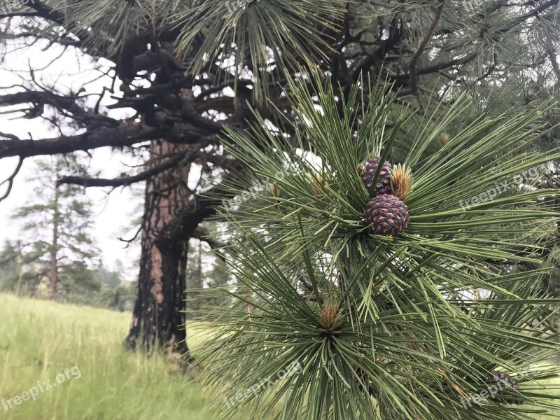 Ponderosa Pine Hell's Canyon Pine Free Photos