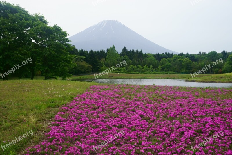 Mt Fuji Pink Flowers Lake Flowers Free Photos