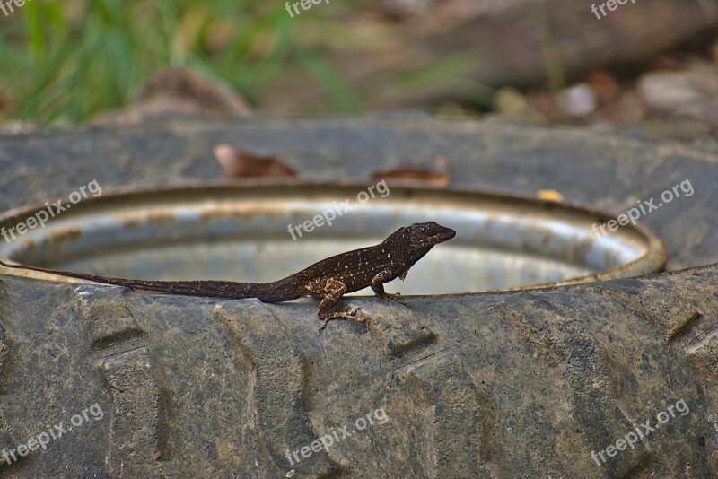 Lizard Reptile Animal Wildlife Tire