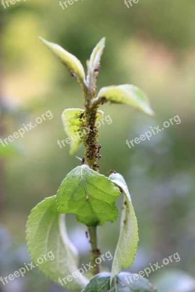 Ants Aphids Green Insects Plant