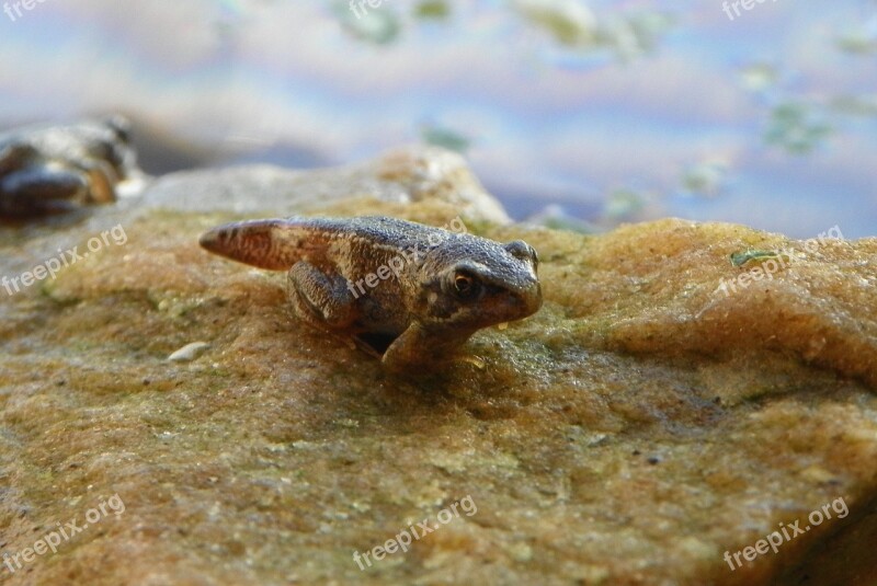 Froglet Frog European Common Frog Rana Temporaria Amphibian