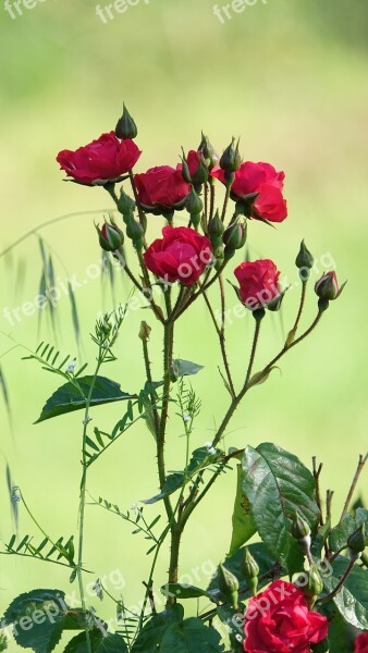 Red Roses Garden Nature Love Free Photos