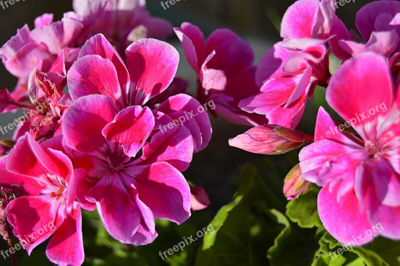 Geraneo Geraneo Pink Pink Flowers Petals Pink Flowering