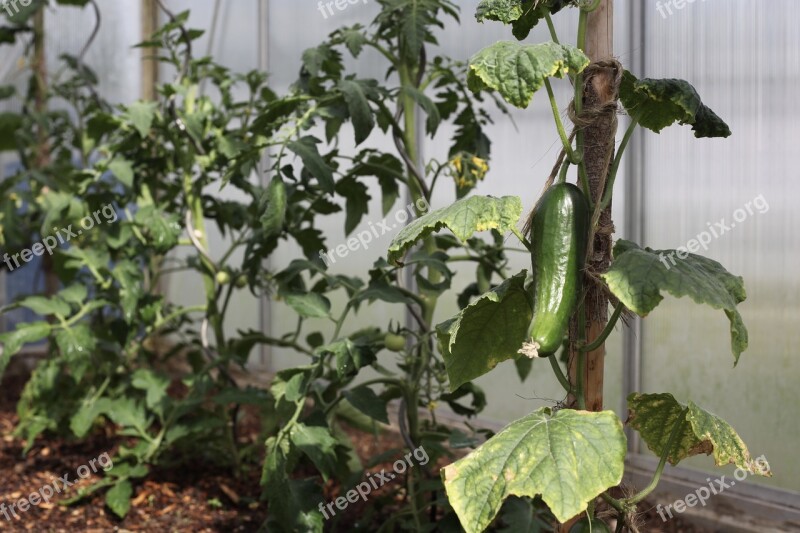 Cucumber Vegetables Vegetable Patch Bed Of Salad Garden