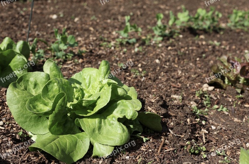 Salad Vegetables Vegetable Patch Bed Of Salad Garden