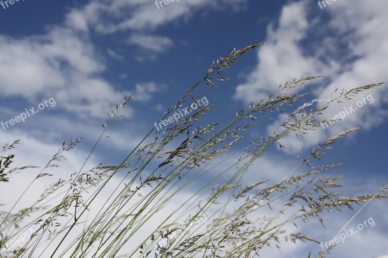 Wind Forward Grasses Sky Nature