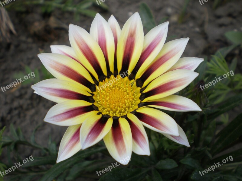 Gazania Flower Overflow Petals Plant