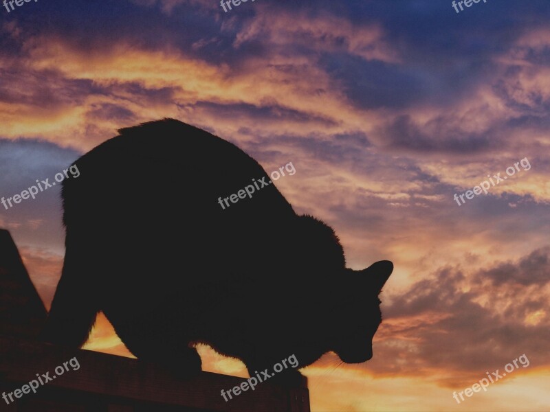 Cat Silhouette Sunset Roof Animal