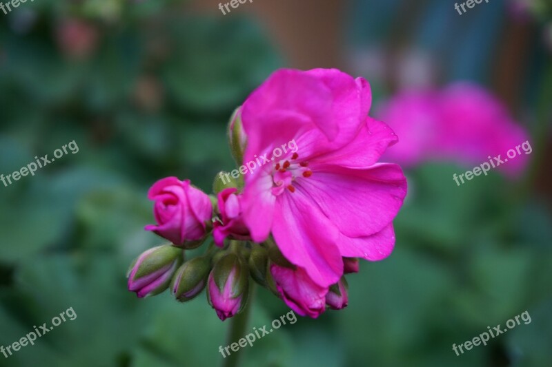 Flower Buds Magenta Pink Bloom