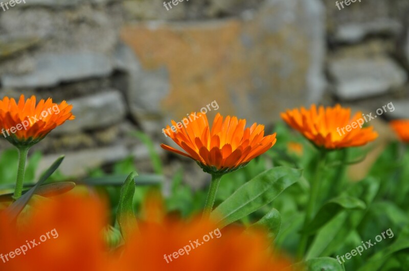 Flower Orange Blossom Bloom Orange Blossom