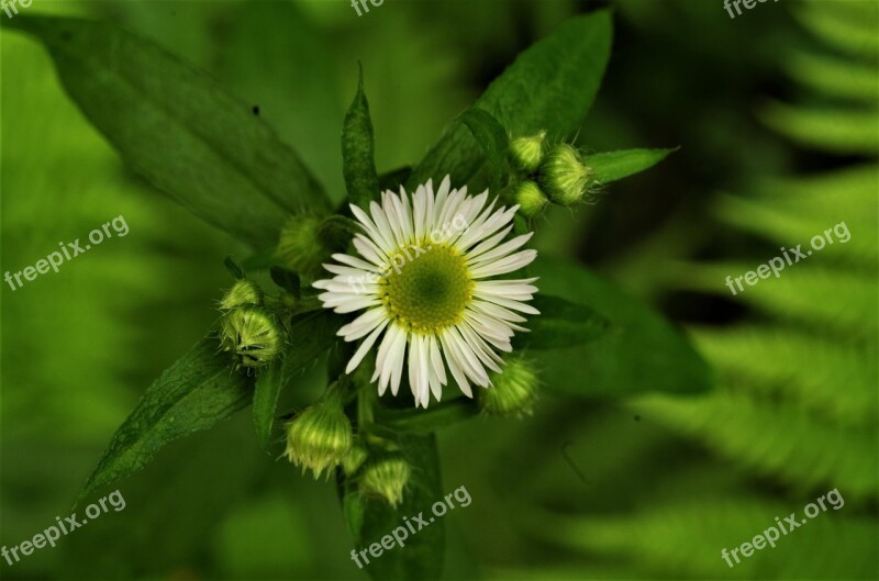 Flower Margaret White Daisy Margaret Wild Wild Flower