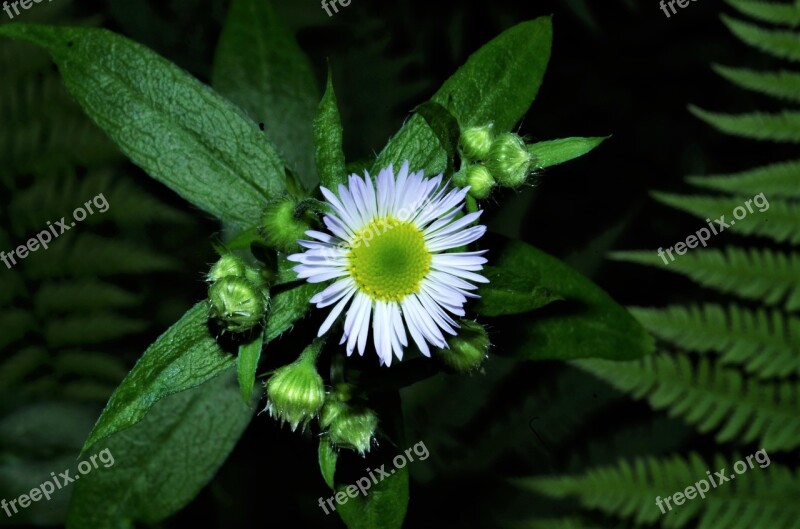 Flower Margaret White Daisy Margaret Wild Wild Flower