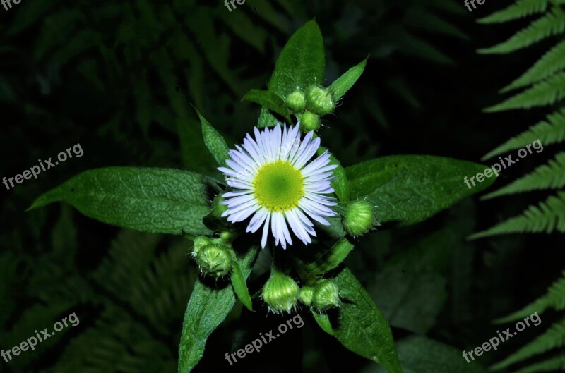 Flower Margaret White Daisy Margaret Wild Wild Flower