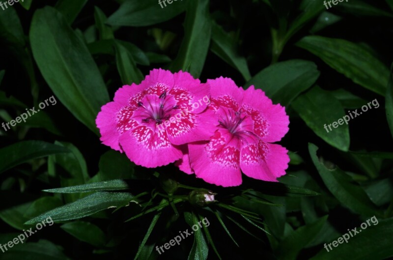 Flowers Carnations Carnations Variegated Free Photos