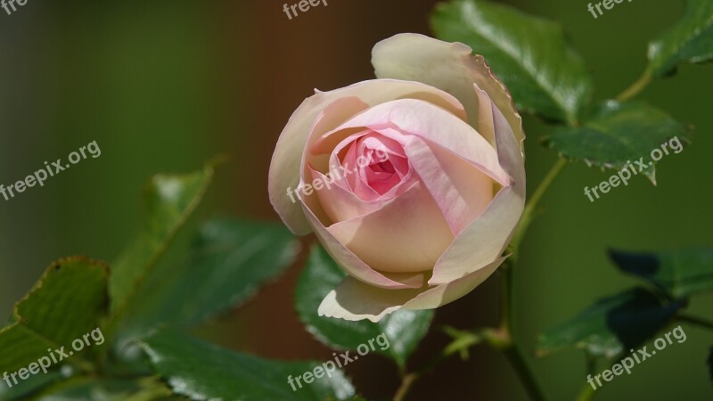 Pink Rose Bud Garden Flower Free Photos