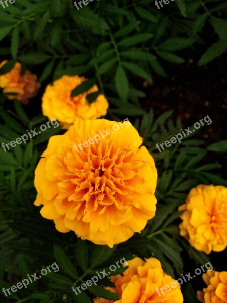 Yellow Flower Nature Flower Beautiful Flower Blossom Bloom