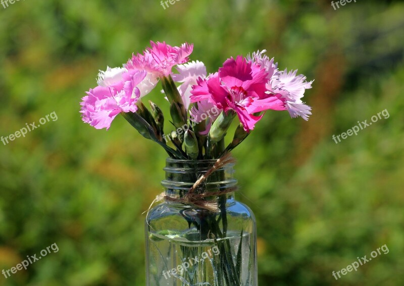 Cloves Flowers Pink A Small Bunch Mother's Day