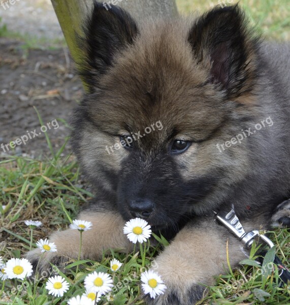 Dog Bitch Puppy Lying Down Young Puppy Bitch Orlaya-blue Eurasier