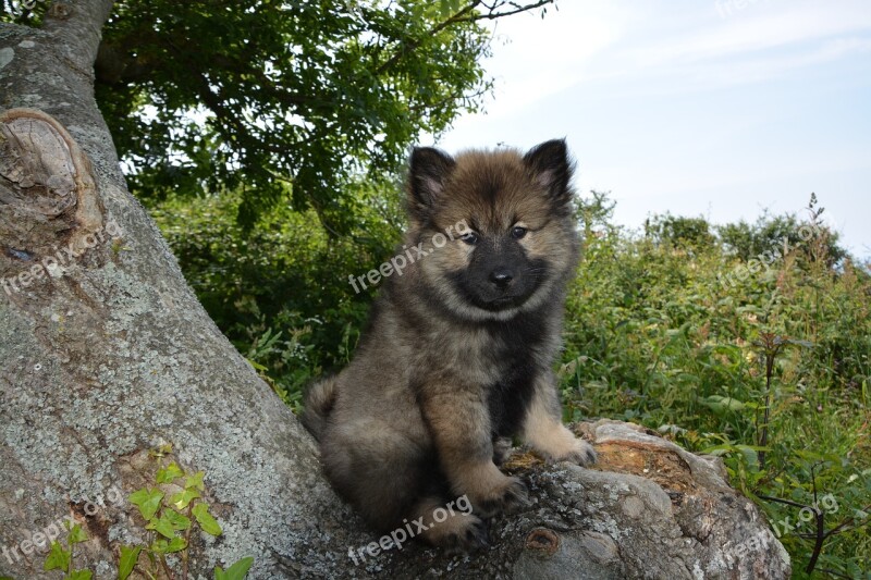 Dog Bitch Puppy Bitch Orlaya-blue Eurasier Domestic Animal Pup