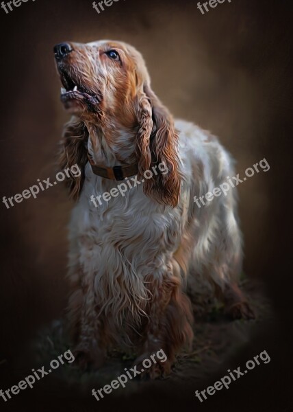 Spaniel Dog Breed Charming Adult