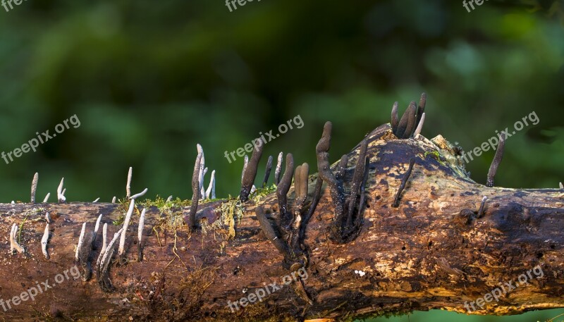 Mushroom Mini Mushroom Sponge Branch Forest Mushroom