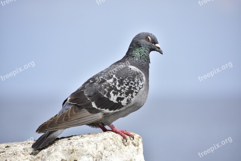 Paloma Birds Tenerife Free Photos