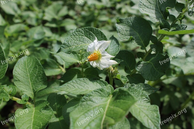 Potato Blossom Potato Nachtschattengewächs Potato Field Crop