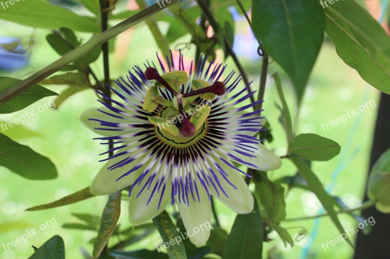 Passion Flower Purple Exotic Close Up Blue Passion Flower