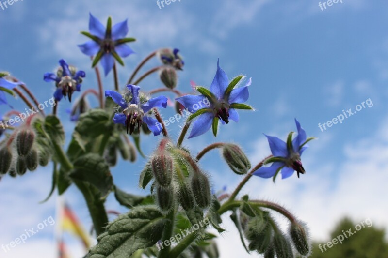 Borage Blue Blossom Bloom Borretschblüte